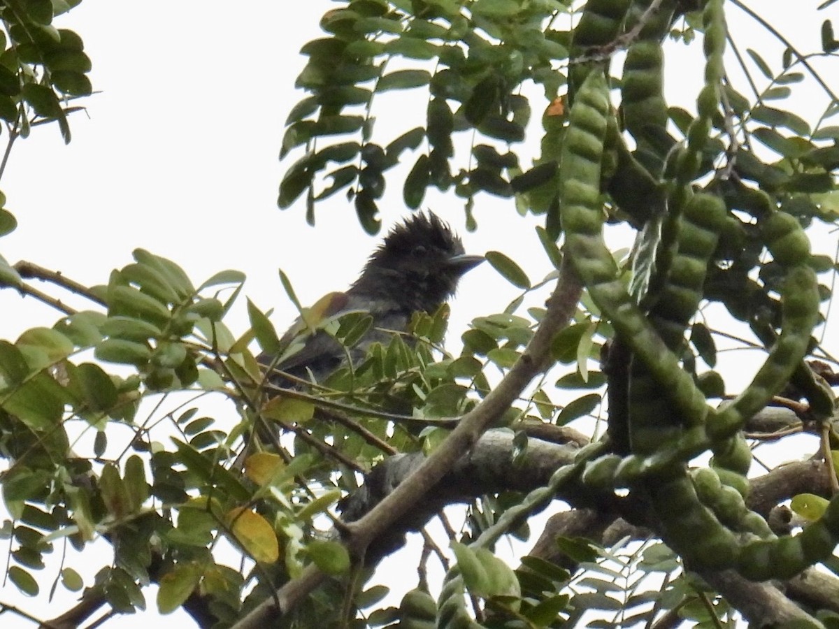 Slaty Becard - ML632013135