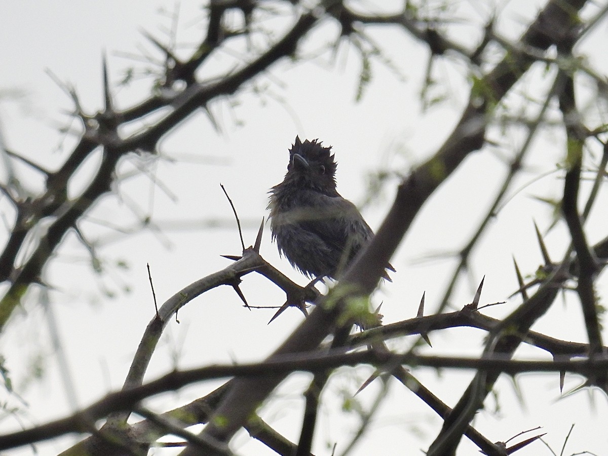 Slaty Becard - ML632013136