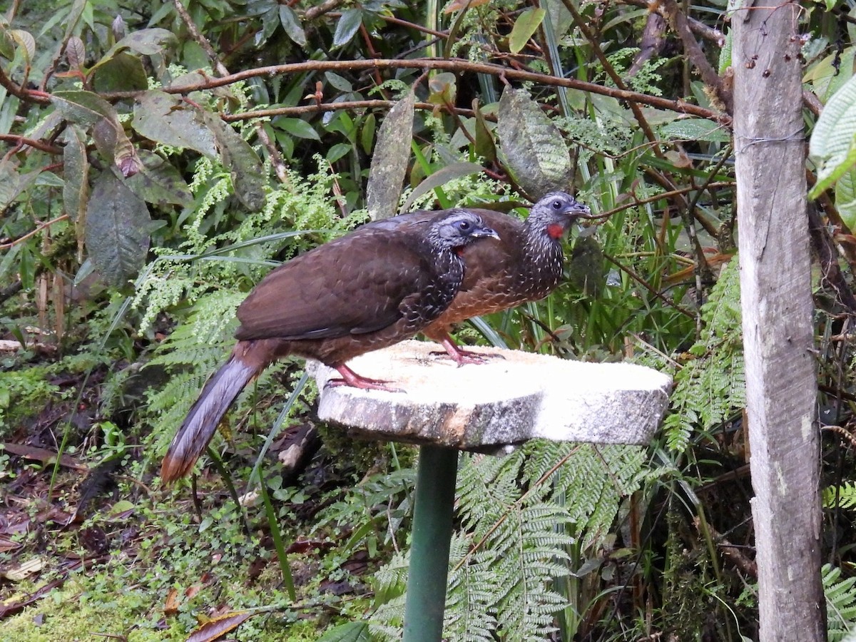 Bearded Guan - ML632013244