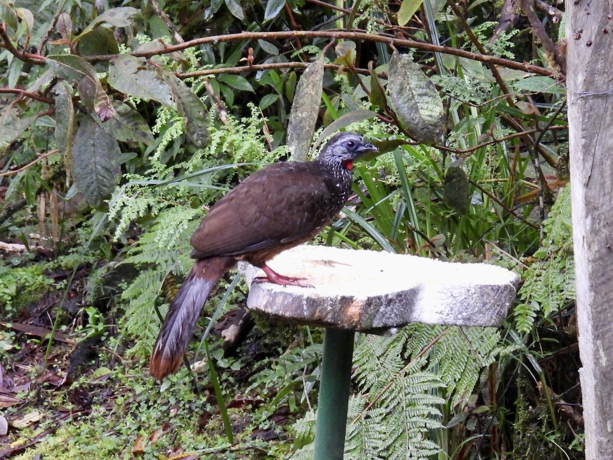 Bearded Guan - ML632013245