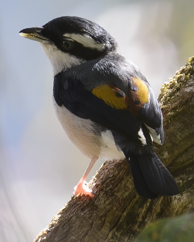 White-browed Shrike-Babbler - ML632013255