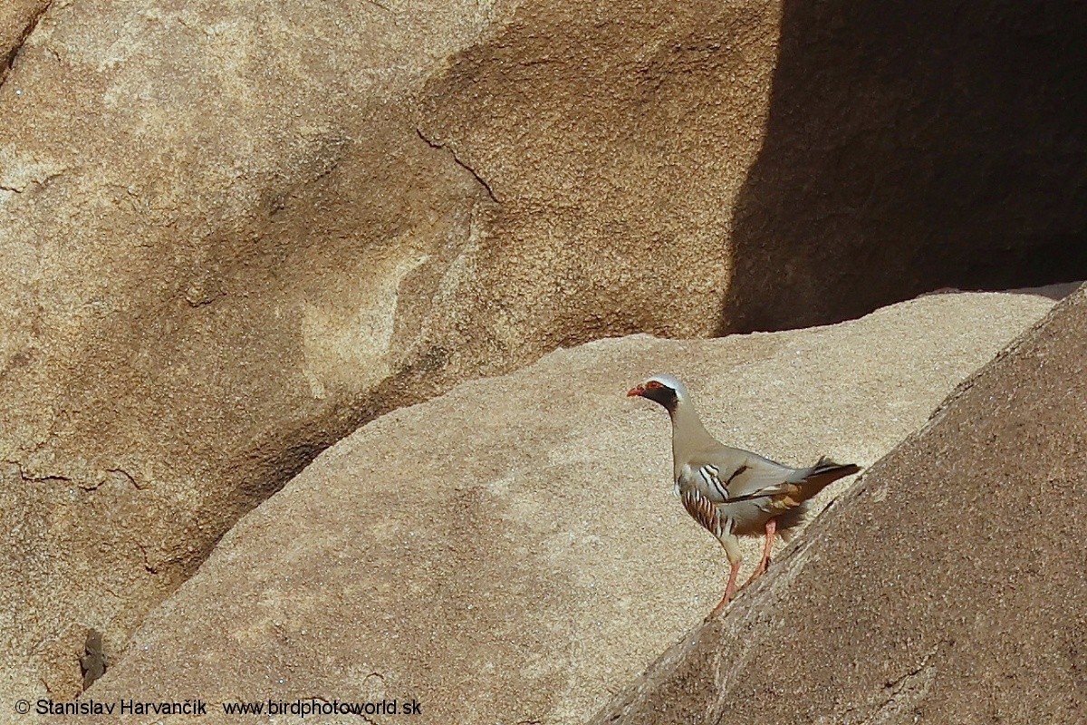 Philby's Partridge - ML632013364