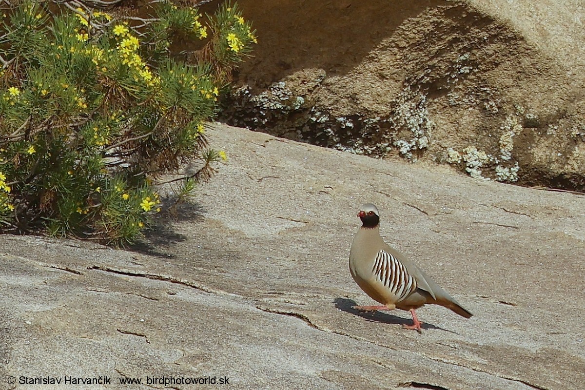 Philby's Partridge - ML632013367