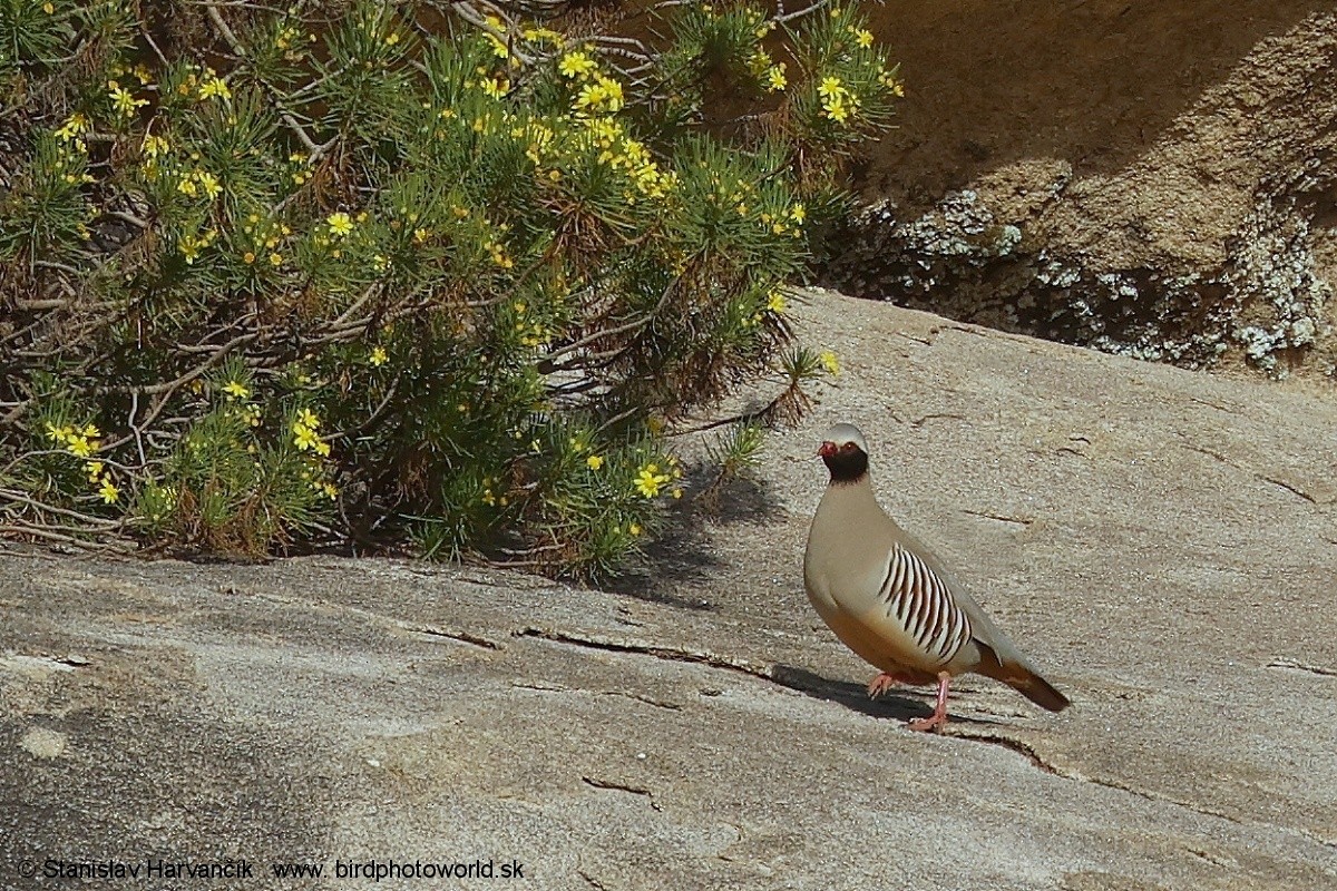Philby's Partridge - ML632013368