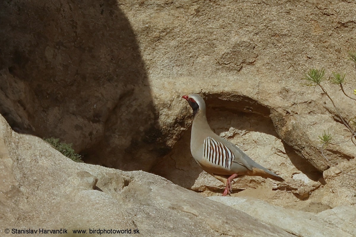 Philby's Partridge - ML632013370