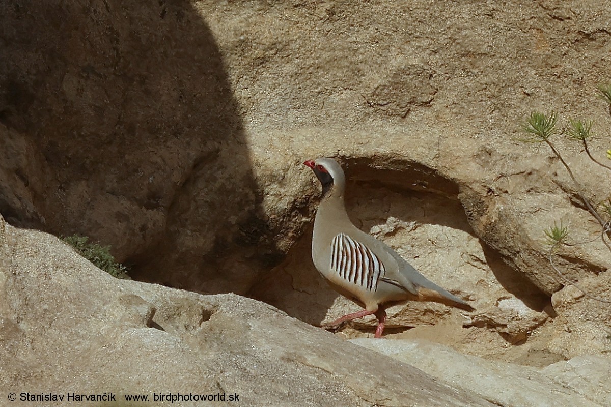 Philby's Partridge - ML632013371