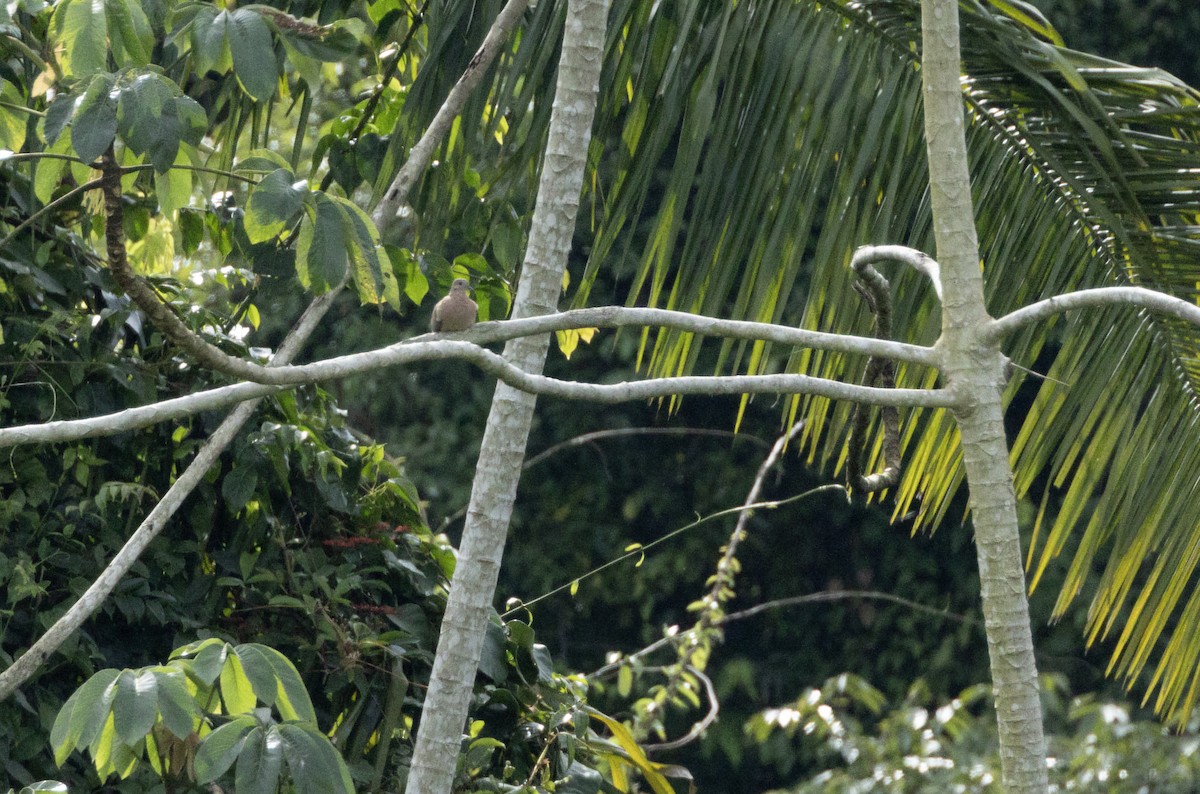 Eared Dove - ML632013389