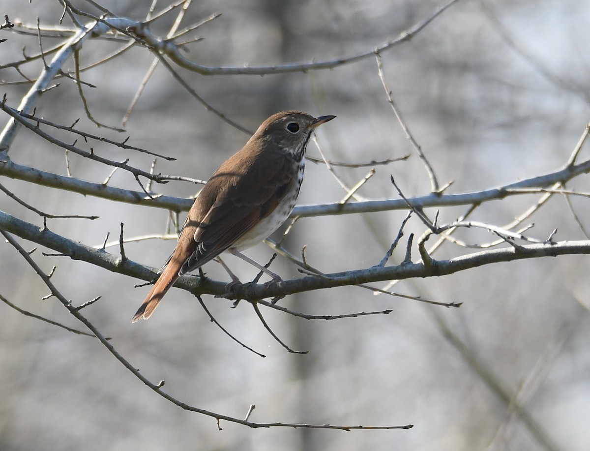 Hermit Thrush - ML632013460