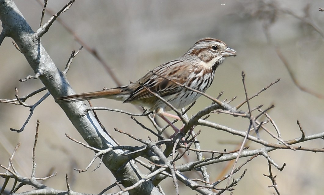 Song Sparrow - ML632013473