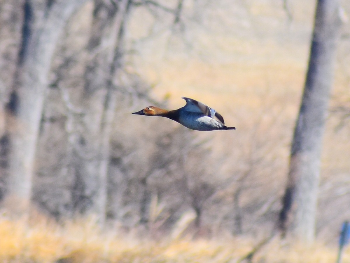 Canvasback - ML632013520