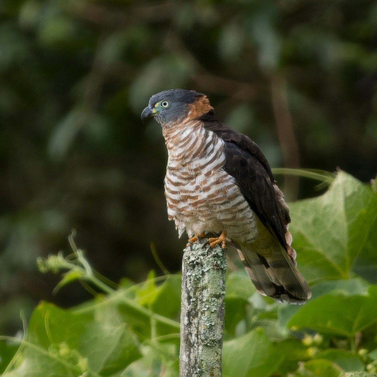 Hook-billed Kite - ML632013573