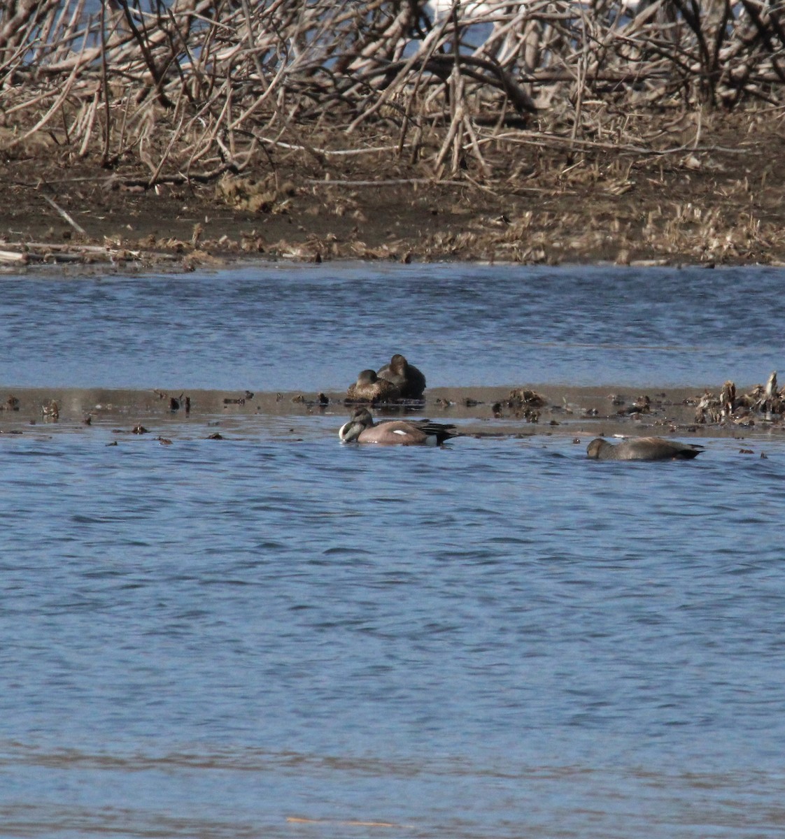 American Wigeon - ML632013629
