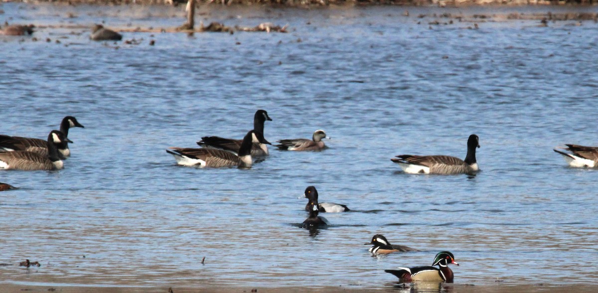 American Wigeon - ML632013634
