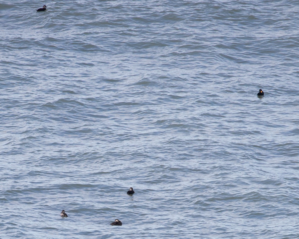Black Scoter - ML632013687