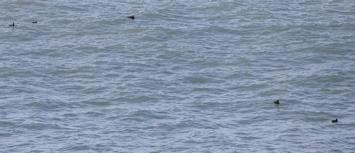 Black Scoter - ML632013688