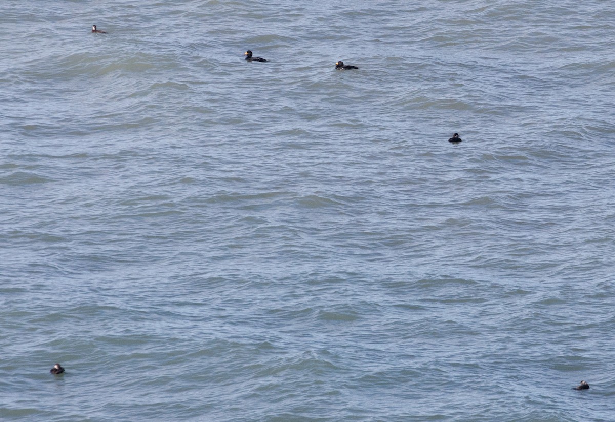Black Scoter - ML632013689