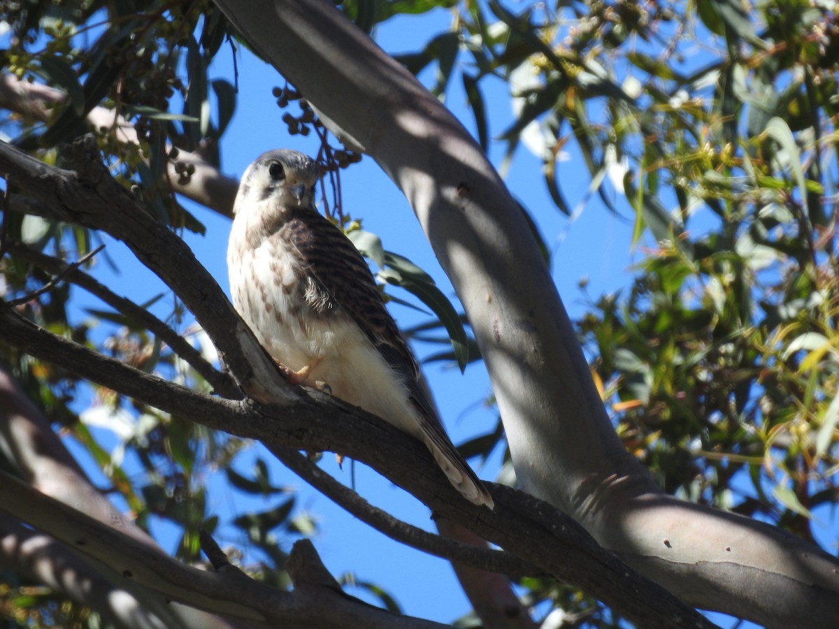 American Kestrel - ML632013702