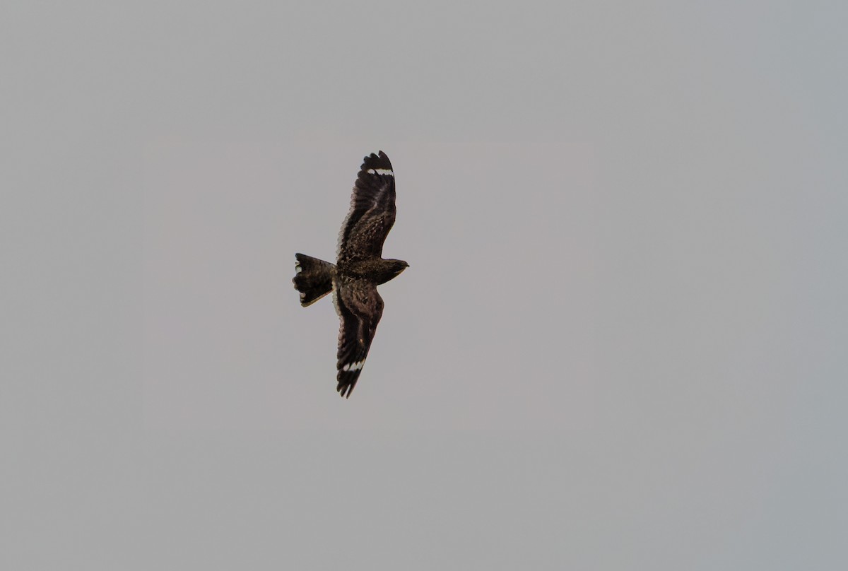 Least Nighthawk - ML632013798