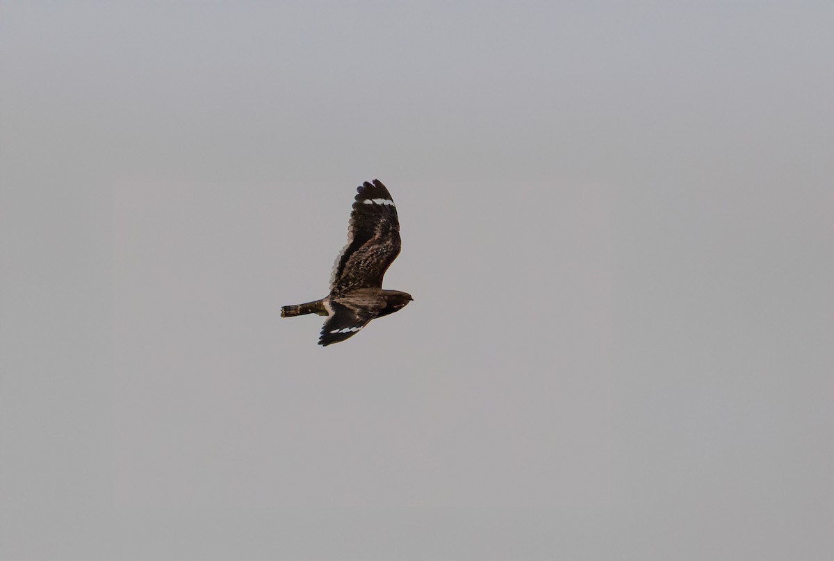 Least Nighthawk - ML632013799