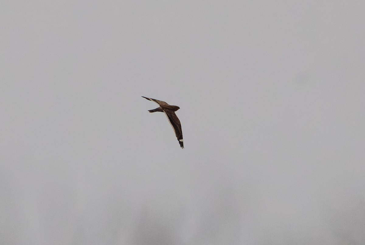 Least Nighthawk - ML632013800