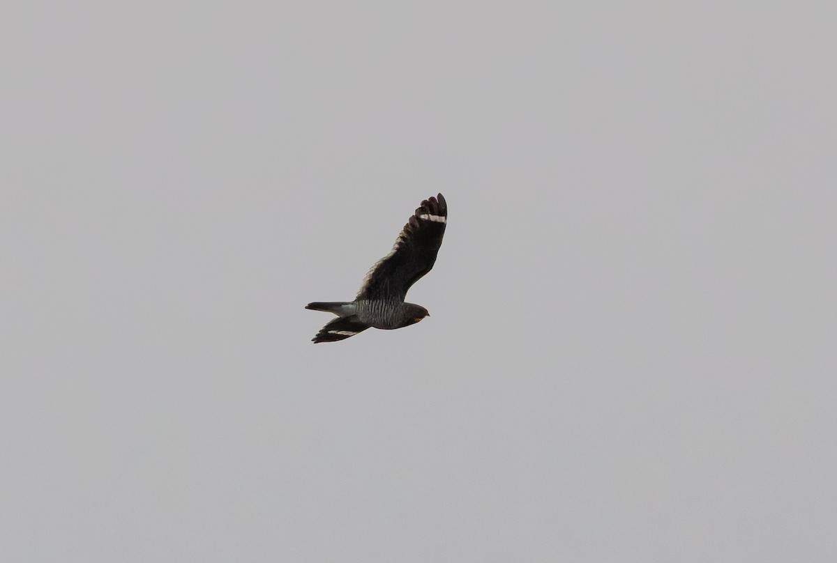 Least Nighthawk - ML632013803