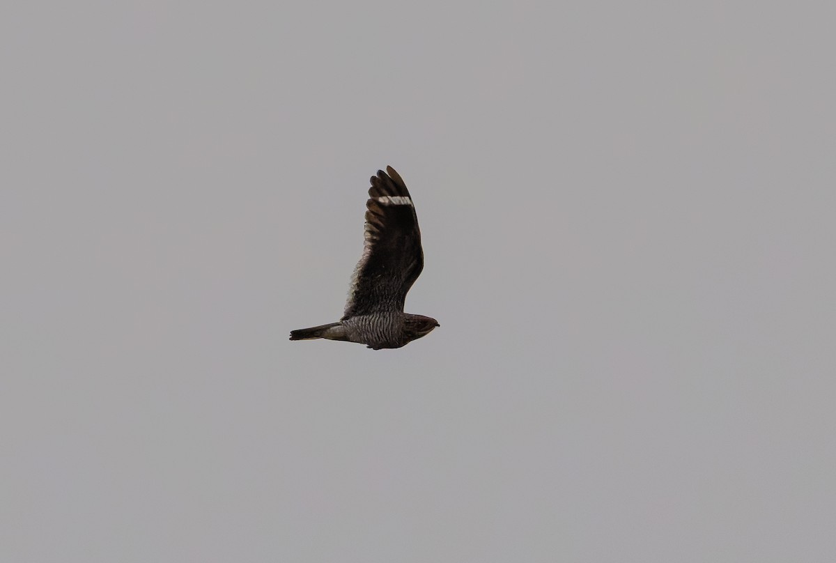 Least Nighthawk - ML632013804