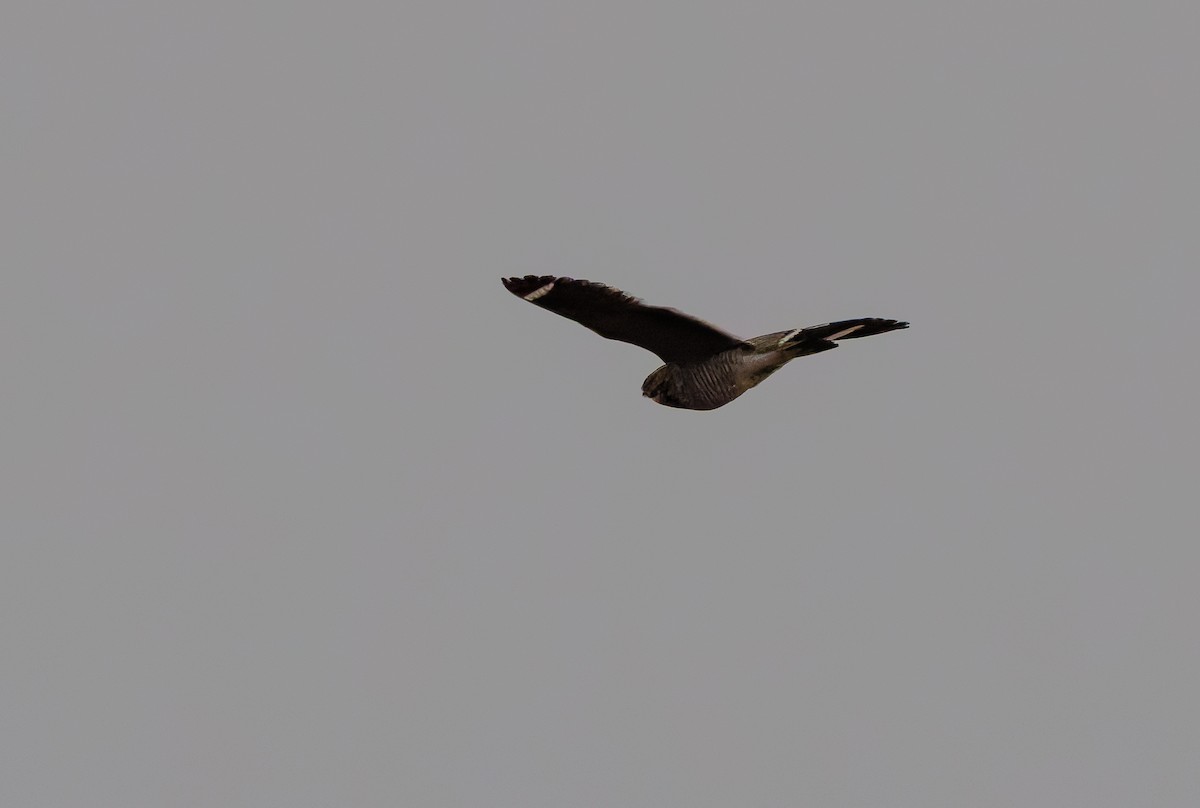 Least Nighthawk - ML632013805