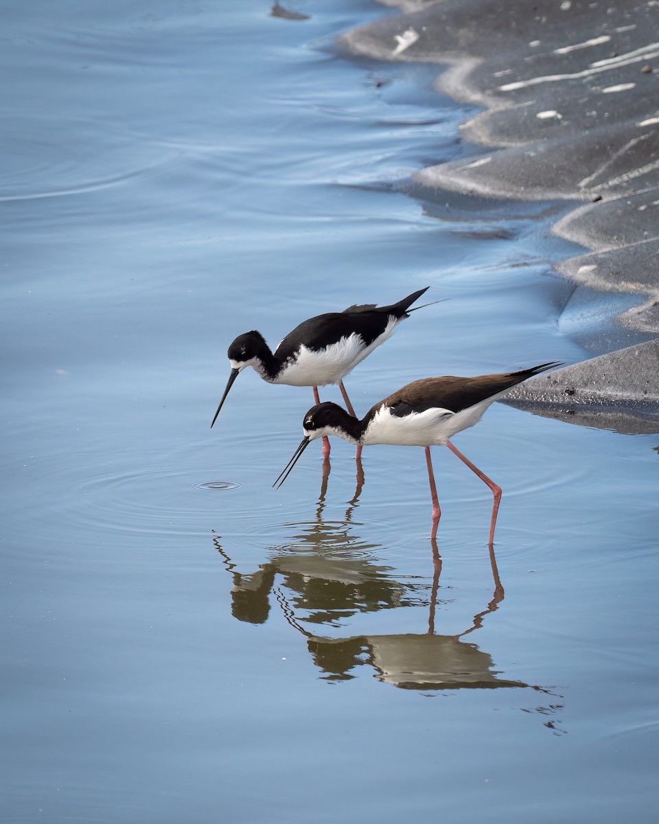 Black-necked Stilt - ML632013848