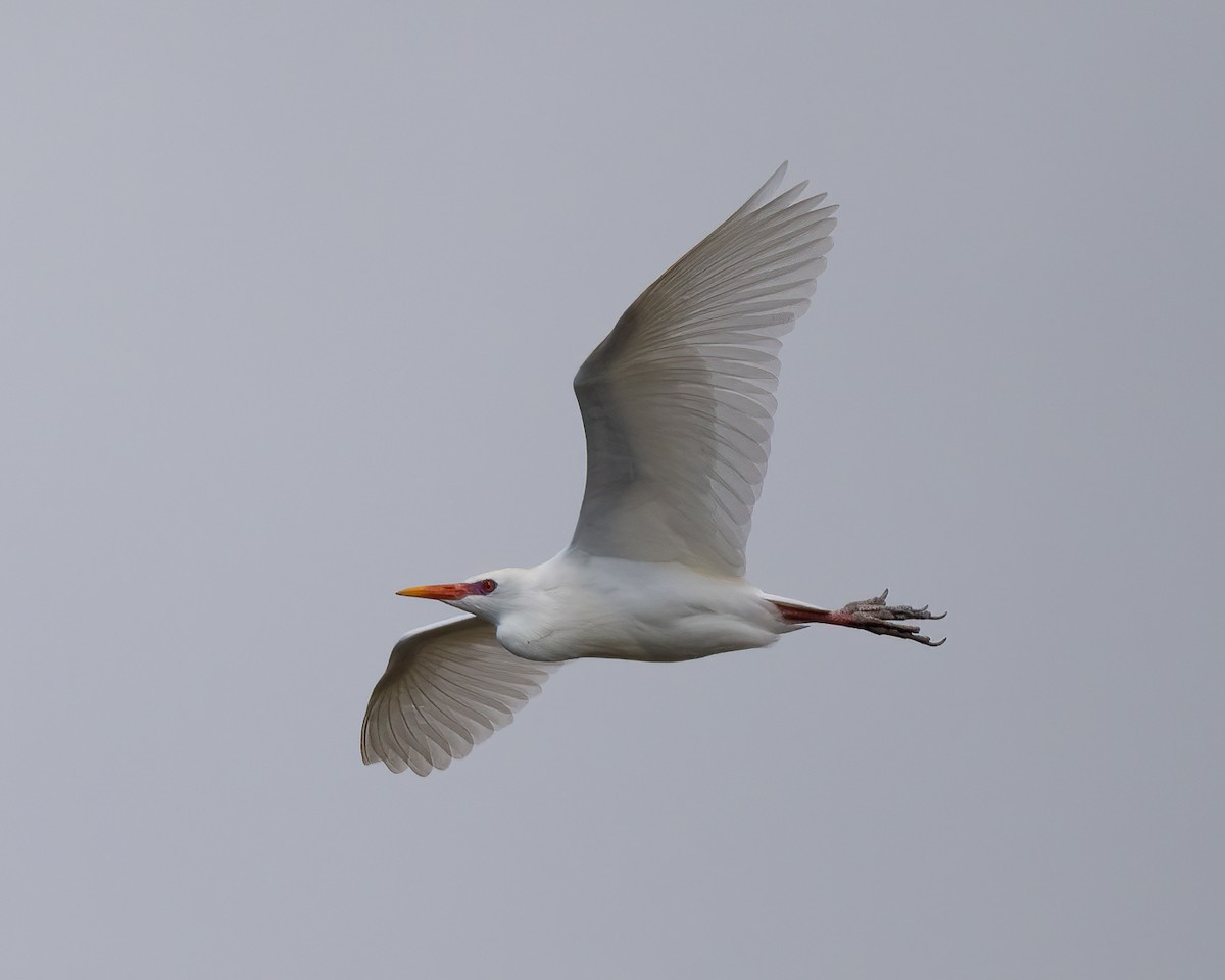 Western Cattle-Egret - ML632013884