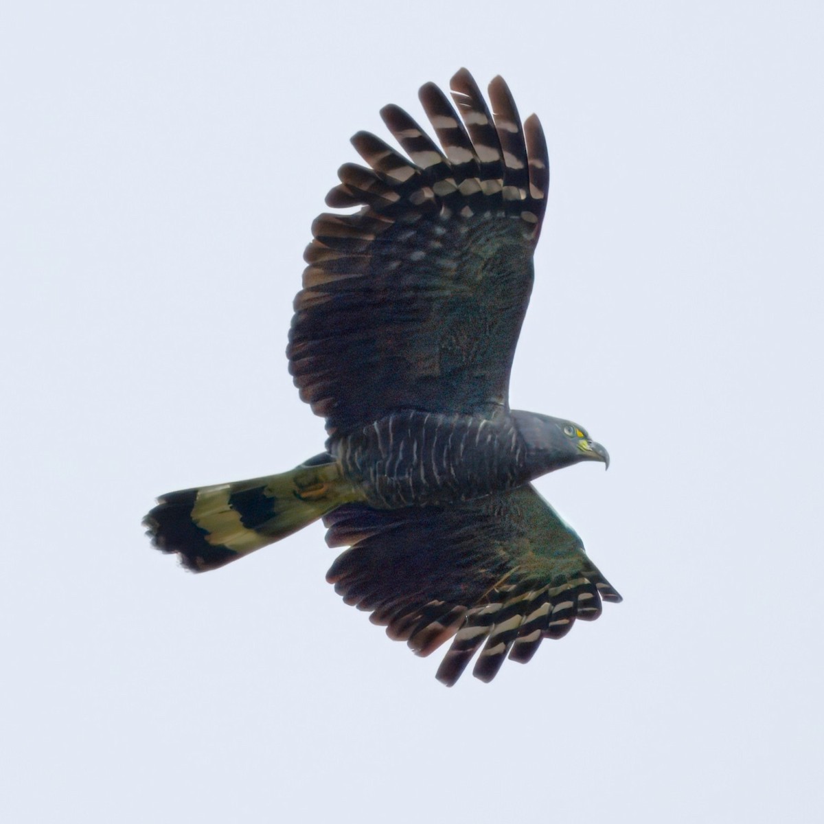 Hook-billed Kite - ML632013895
