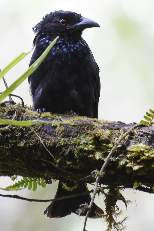 Drongo Crestudo - ML632013971