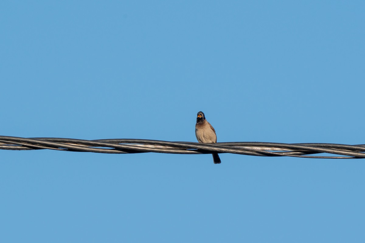 White-spectacled Bulbul - ML632014009