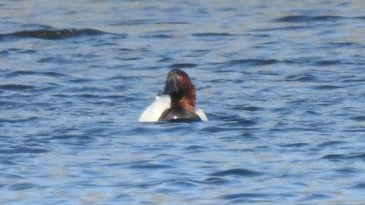 Canvasback - ML632014213