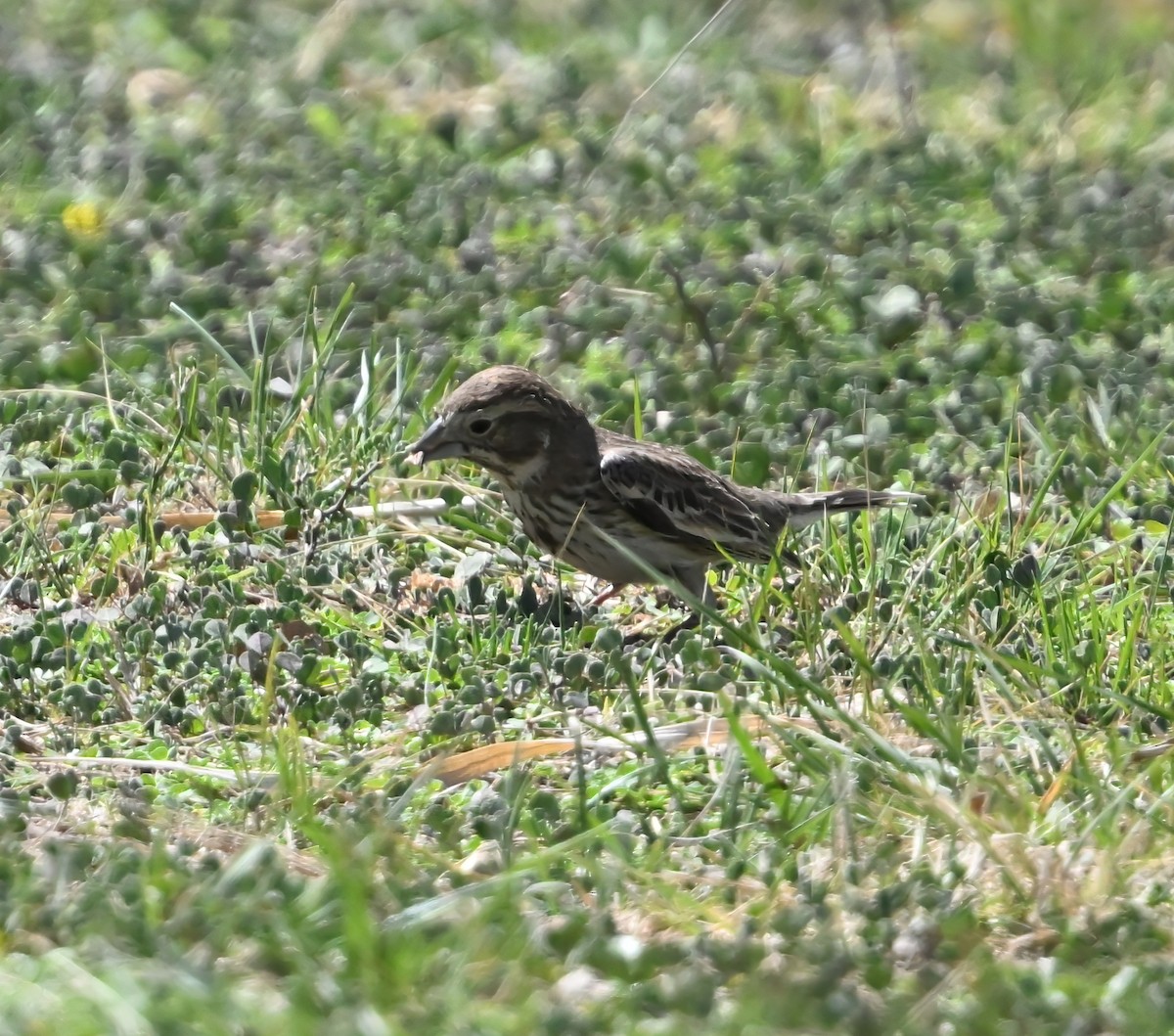 Lark Bunting - ML632014259