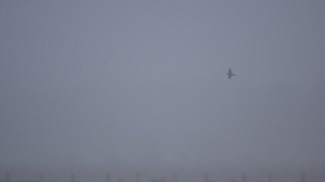 Gerfalke - ML632014347