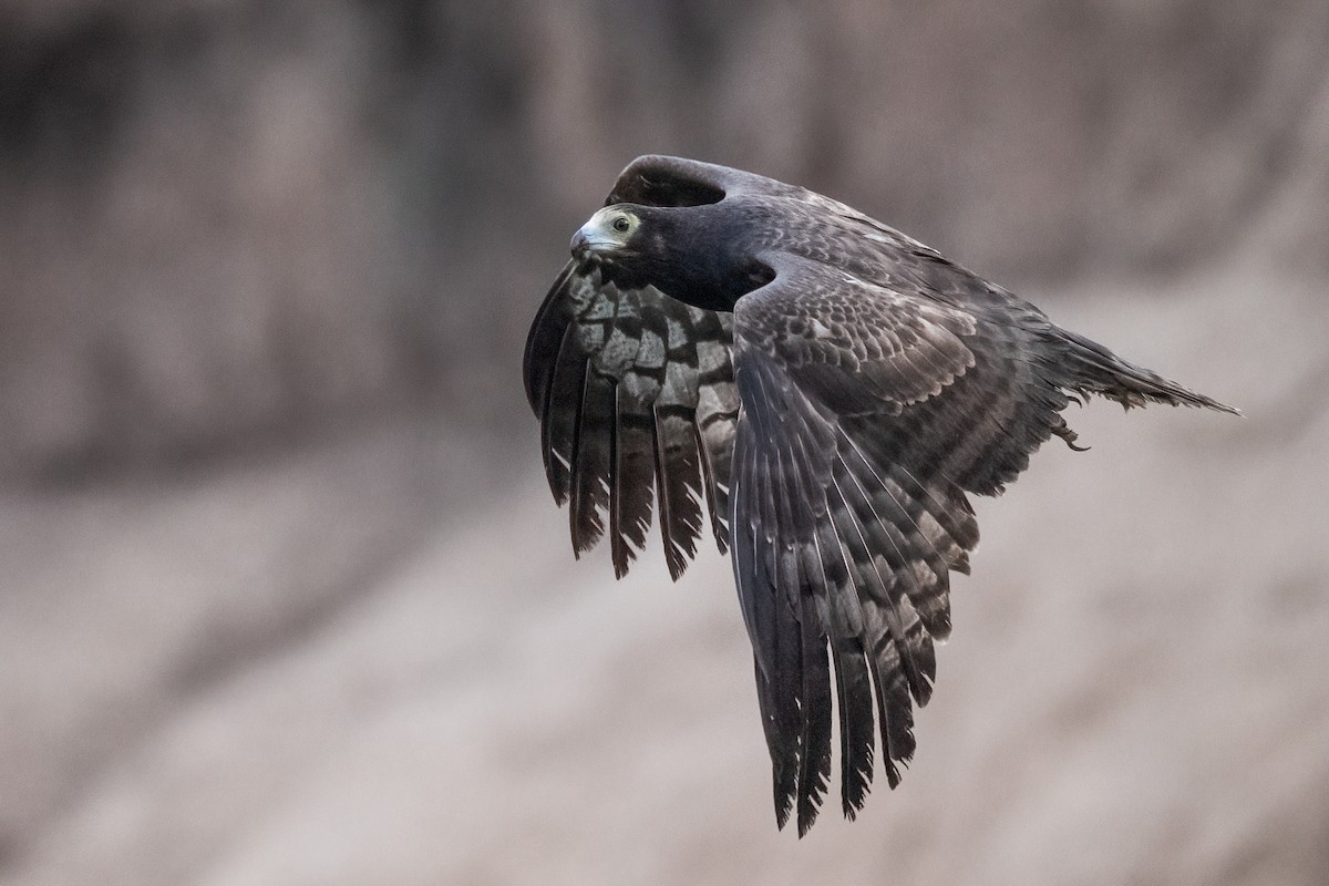 African Harrier-Hawk - ML632014355
