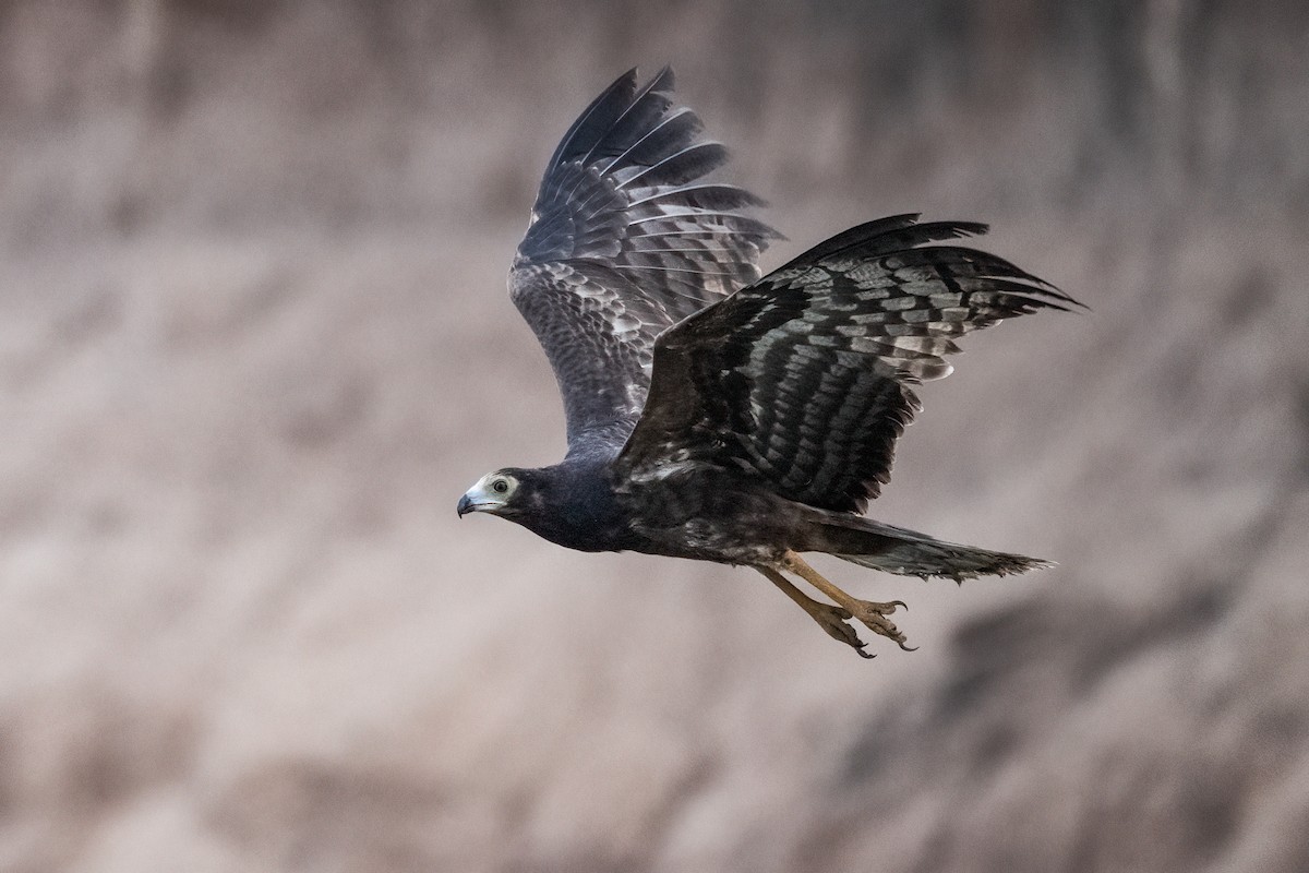 African Harrier-Hawk - ML632014356