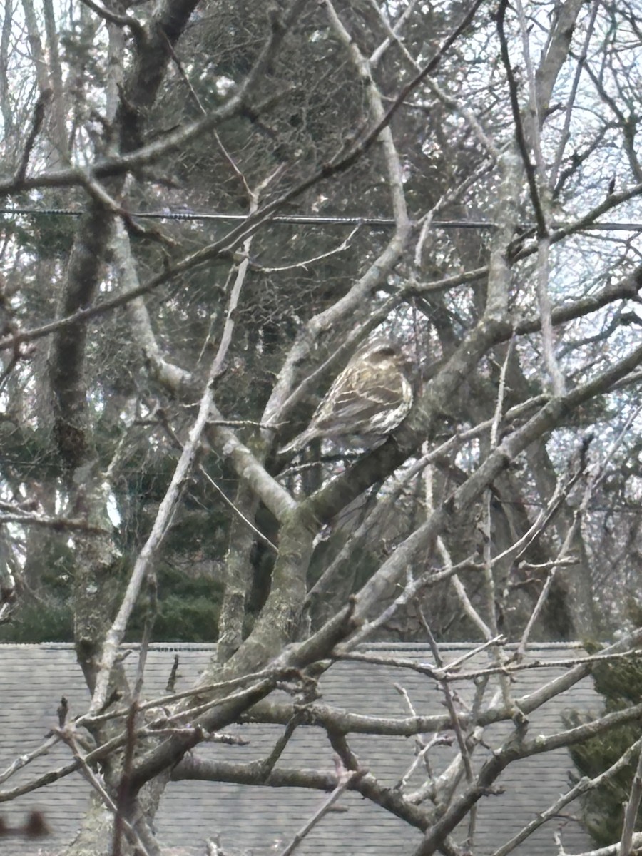 Purple Finch - ML632014360