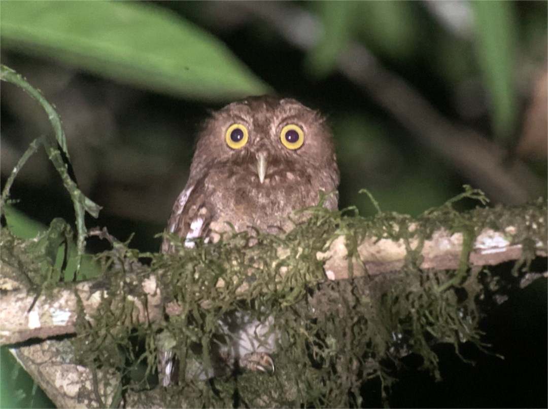 Puntarenas Screech-Owl (undescribed form) - ML632014436