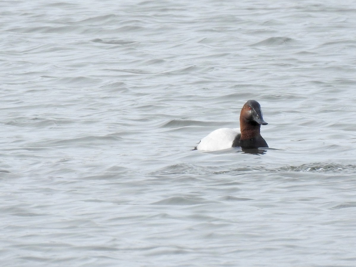 Canvasback - ML632014471