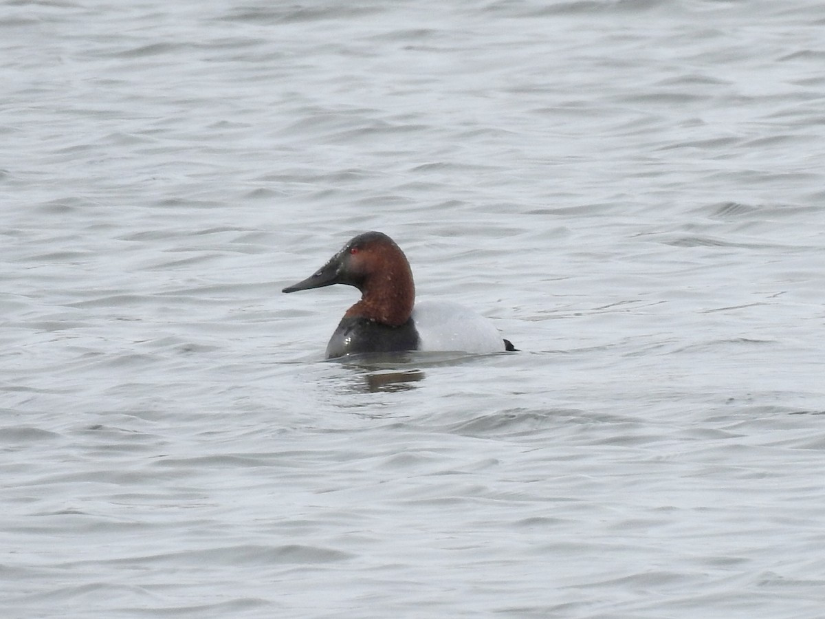 Canvasback - ML632014472