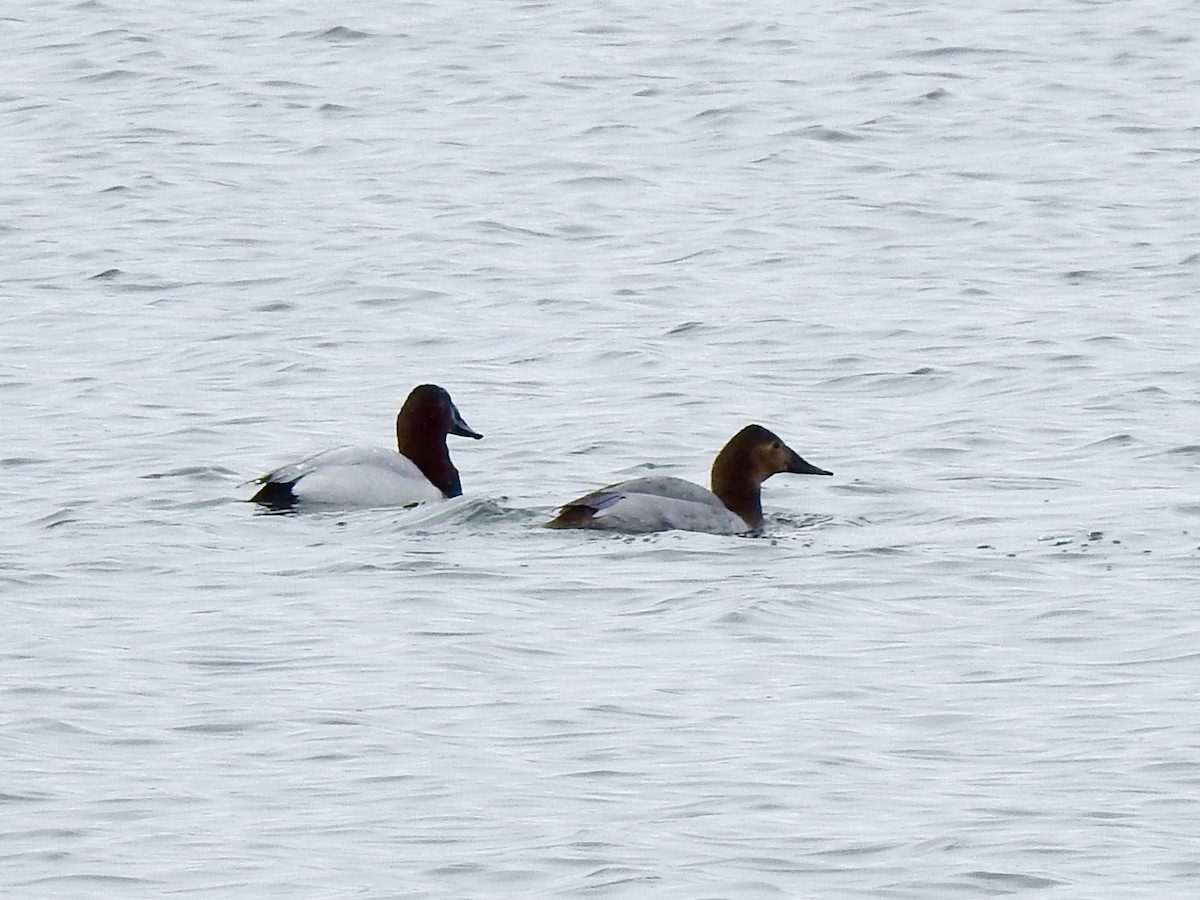 Canvasback - ML632014473