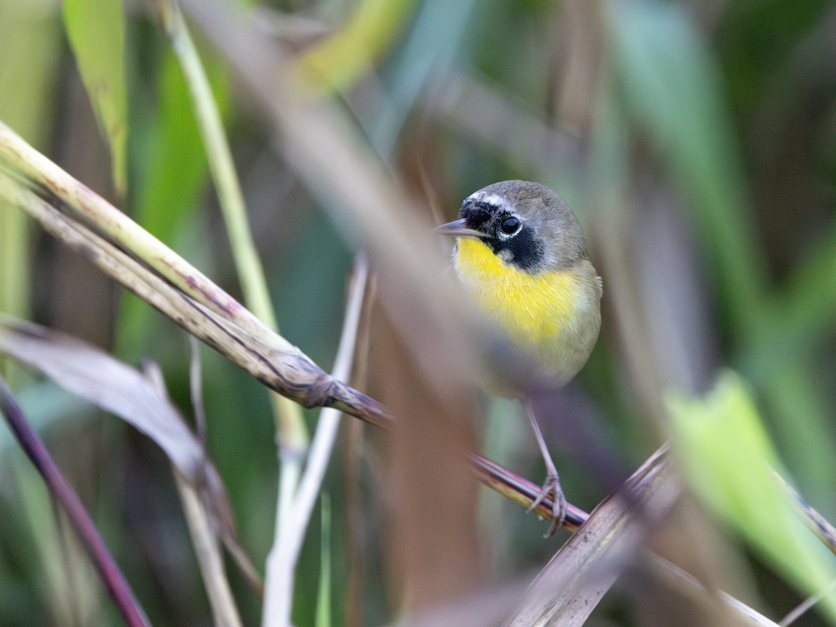 Common Yellowthroat - ML632014560