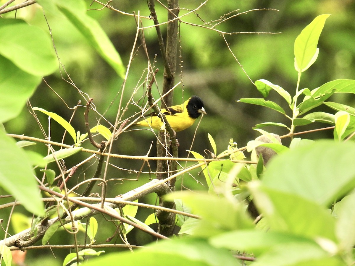 Saffron Siskin - ML632014578
