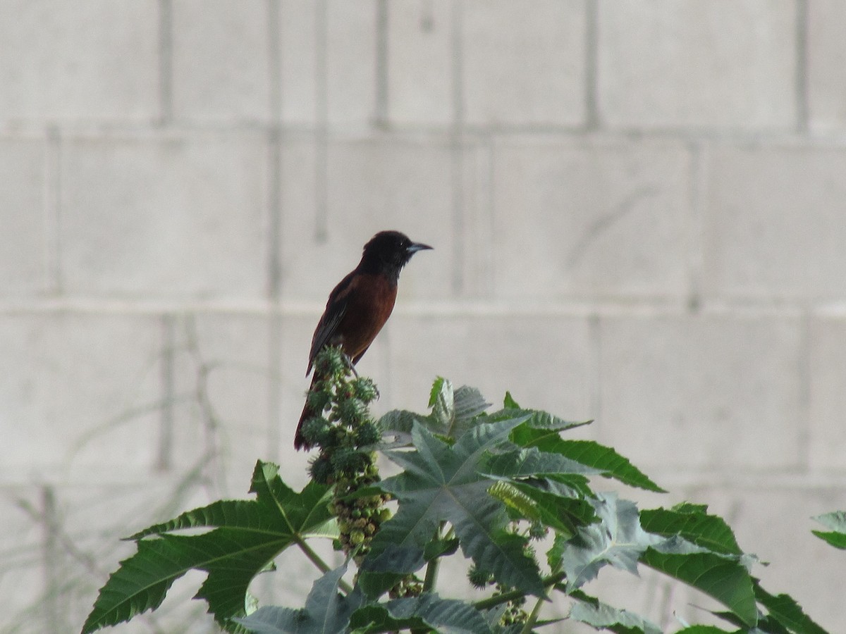 Orchard Oriole - ML63201461