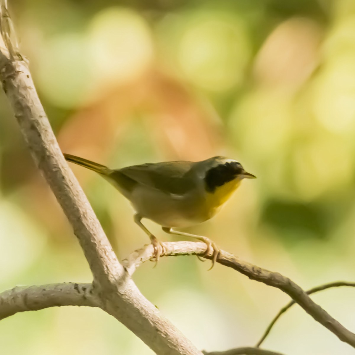 Common Yellowthroat - ML632014687