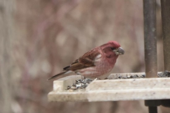 Purple Finch - ML632014697
