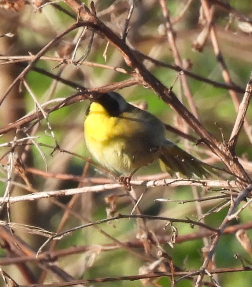 Common Yellowthroat - ML632014705