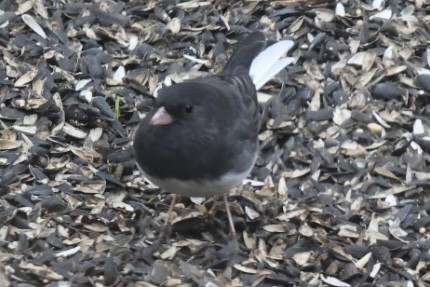 Dark-eyed Junco - ML632014715