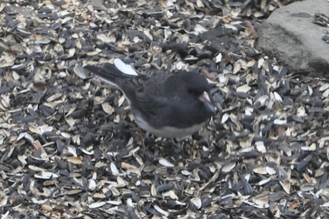 Dark-eyed Junco - ML632014716